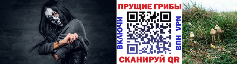 Псилоцибиновые грибы GOLDEN TEACHER Урень